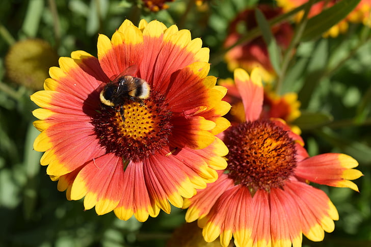 Пчела, Цветы, насекомое, Hummel, цветок, Природа, Опыление
