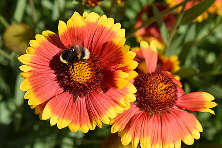 abella, flors, insecte, Hummel, flor, natura, pol·linització