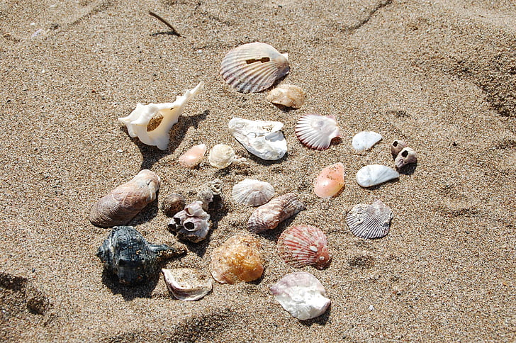 Shell, mare, bej, natura, plajă, nisip, vara