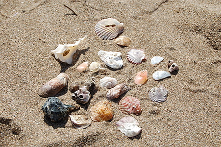 powłoki, morze, beżowy, Natura, Plaża, piasek, Latem
