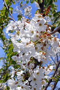 Hoa, Blossom, mùa xuân, Thiên nhiên, trắng, phấn hoa, màu xanh lá cây