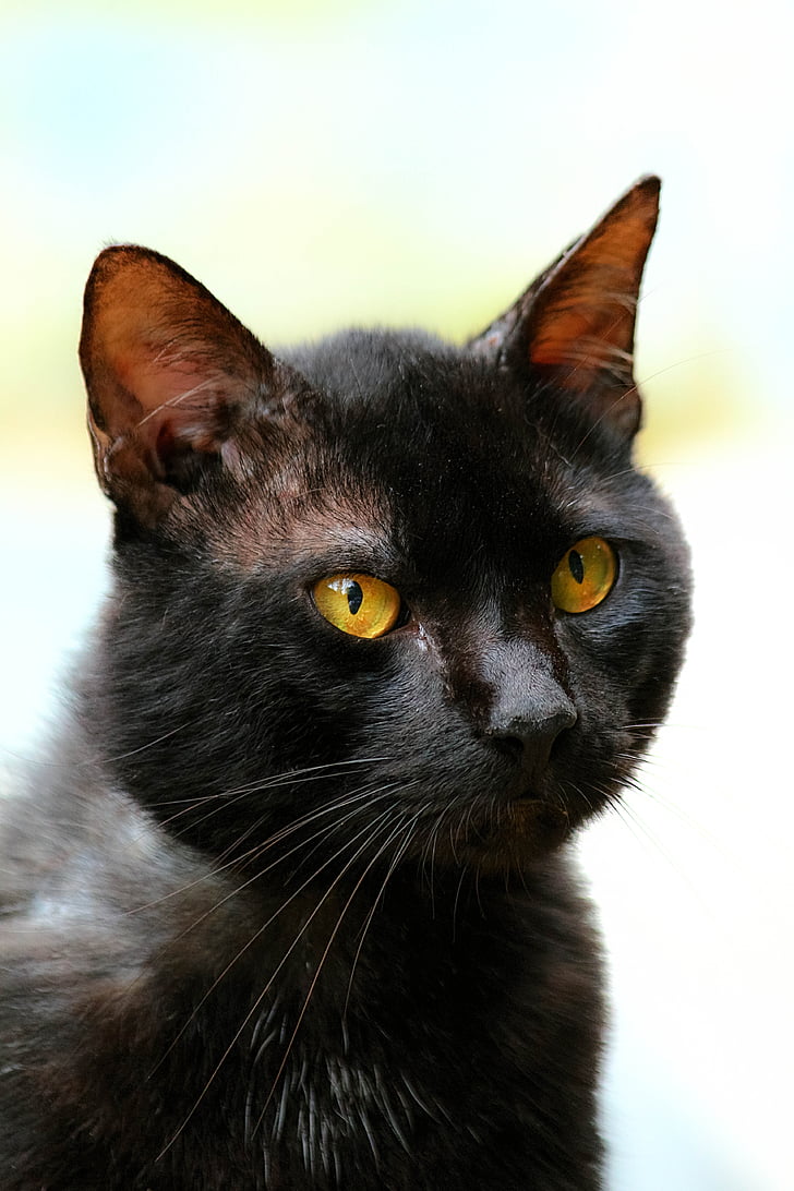 con mèo, màu đen, mèo đen, mèo trong nước, động vật, vật nuôi, mèo