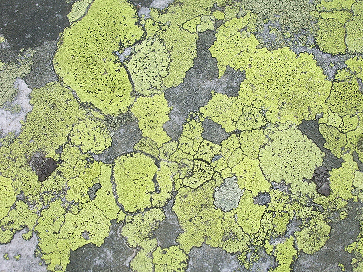 lichen, Pierre, structure, surface, texture