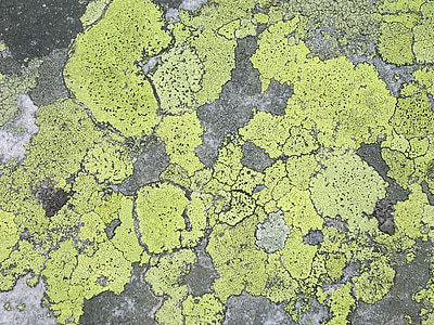 lichen, Piatra, structura, suprafata, textura
