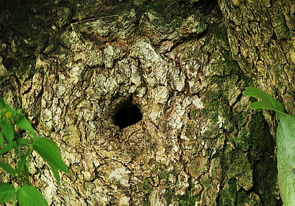 tree bark, hollow, wood, nature, trunk, hole, rough