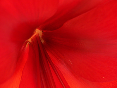 Red, floare, natura, macro, Close-up