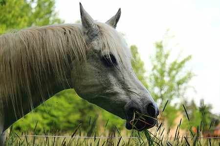 Кінь, цвіль, ніздрі, вуст коней, породистих Аравійському, кінської голови, трава