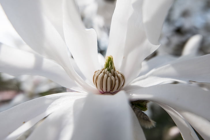 Blossom, Bloom, våren, vit, naturen, Star magnolia, ljus