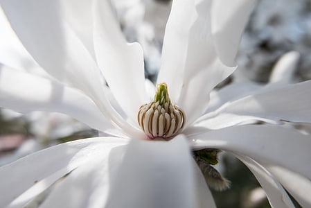 Blossom, Bloom, primavera, bianco, natura, Star magnolia, luce