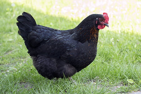 chicken, black, prejudices, kura, corydalis, bird, hen