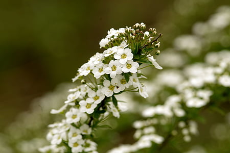 Lobularia maritima, γλυκό alyssum, λουλούδια, ήσσονος σημασίας, Πολύ, λεπτή, η λεπτότητα