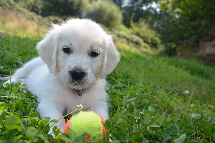 golden retriever, dog, domestic animal, puppy, animal, doggie, nature