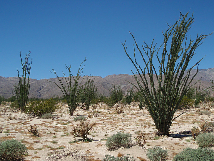desert, de anza-borrego, nature, plant, summer, sky, garden