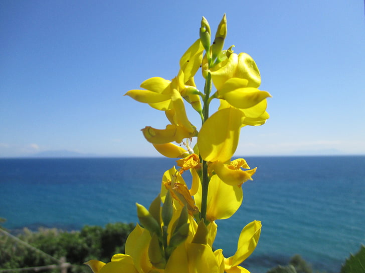 λουλούδι, στη θάλασσα, άρωμα, κίτρινο μπλε, ορίζοντα