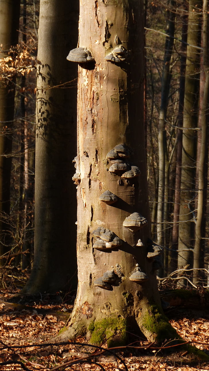 forest, tree, mushroom, tree fungus, nature, log, mushrooms on tree