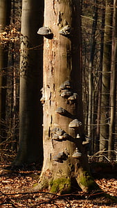 bosc, arbre, bolet, fong d'arbre, natura, registre, bolets en arbre