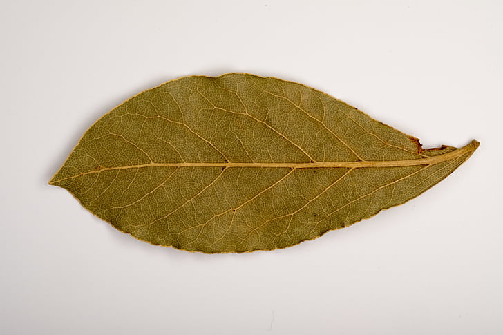 sheet, old leaf, dry leaves, tree, autumn, old age, dryness