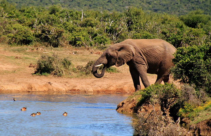 코끼리, 부시 아프리카 코끼리, 동물, 아프리카, 사파리, 광 야, 남아프리카 공화국