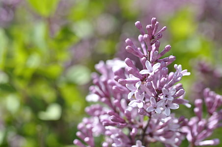 lilac, blossom, bloom, purple, ornamental shrub, plant, violet