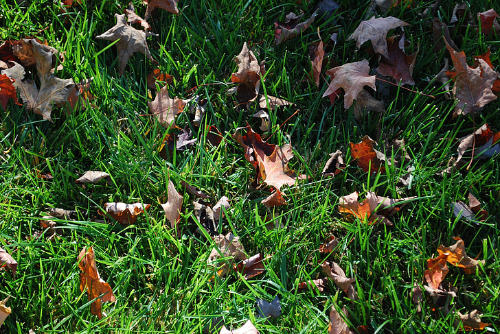 pelouse, vert, gazon, herbe, l’automne, saisonnier, journée ensoleillée