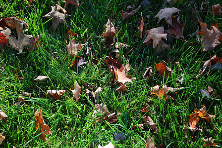 gramado, verde, Turf, grama, Outono, sazonal, dia de sol