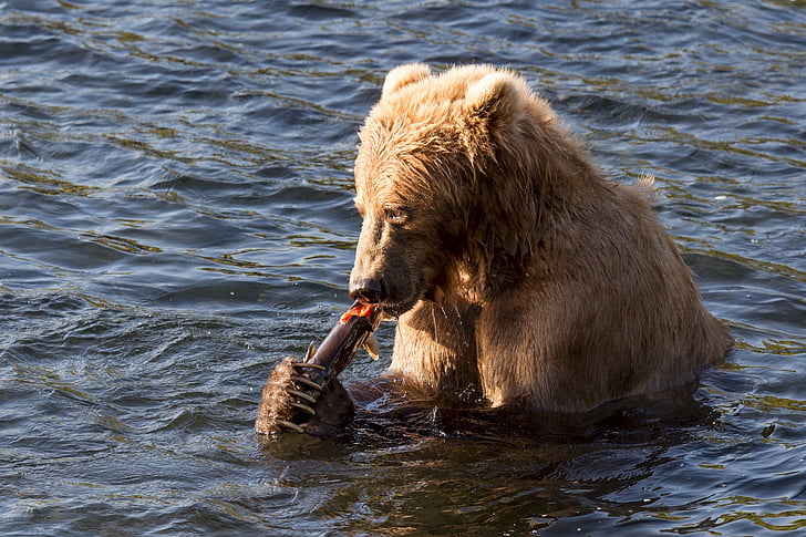 Kodiak brunbjørn, spise, fisk, vann, stående, dyreliv, natur