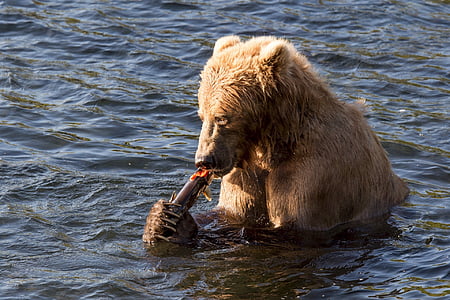 l'ós bru, menjar, peix, l'aigua, peu, vida silvestre, natura