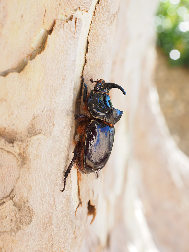 nesehorn beetle, horn, treet, flyet, Logg, bark, klør ut