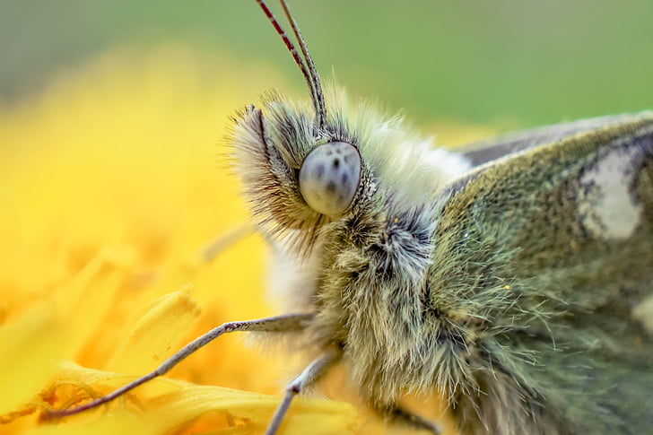 makro, hmyz, zelená, Příroda, Fly, jedno zvíře, zvířata v přírodě