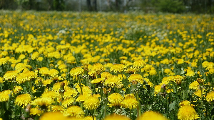 musim semi, bunga, kuning, alam, mekar, Dandelion, padang rumput