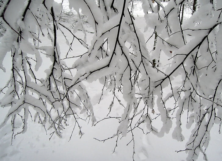 salju, musim dingin, putih, pohon, cabang, Bush, semak-semak