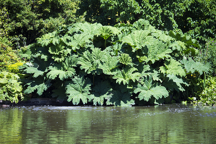 gunnera gunneraceae, massive leaves, green, water's edge