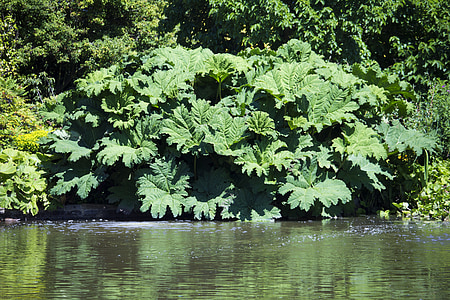 Gunnera gunneraceae, massive Blätter, Grün, Wasserrand