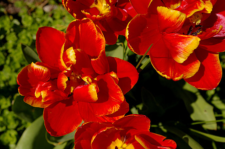 tulipaner, rød tulipaner, rød, blomst, våren, natur, blomster