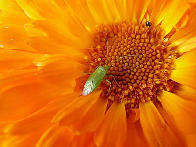 flower, marigold garden, orange, summer, flowers, plants, beetle