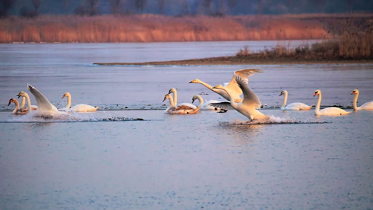 landscape, lake, winter, frozen, swans, birds, waterfowl