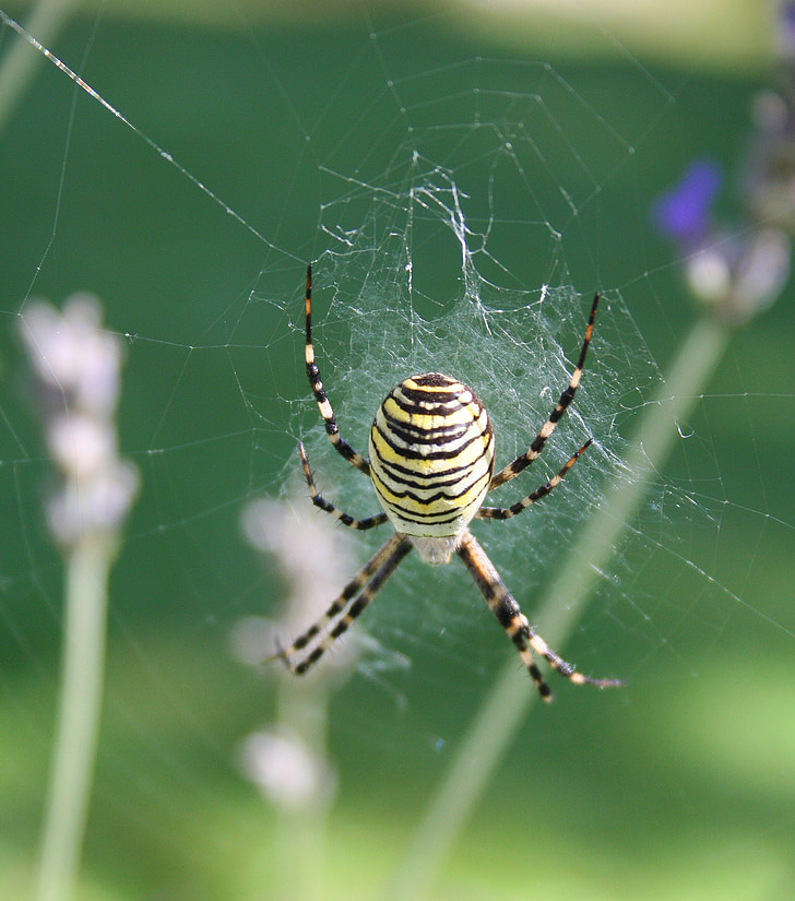Wasp-hämähäkki, spin, hyönteinen, keltainen, Luonto, verkko, eläinten