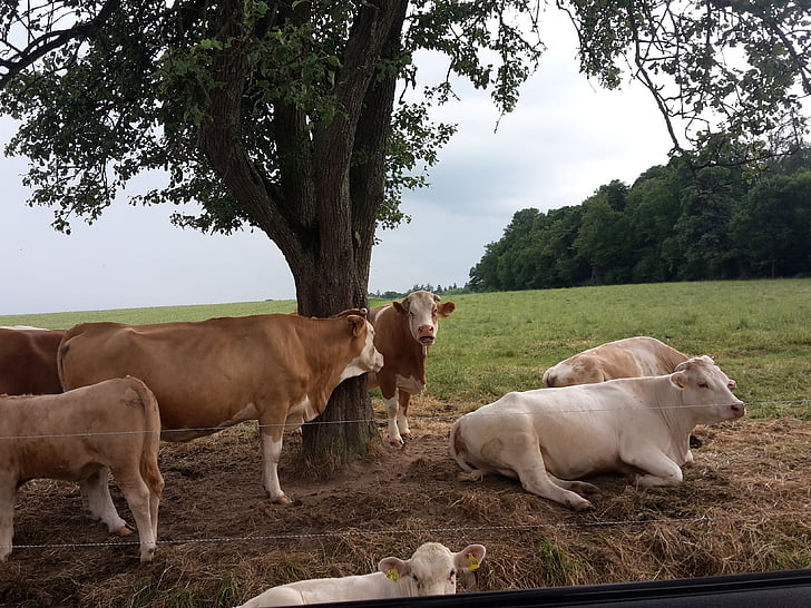 krávy, stádo, léto, strom, místo odpočinku, obloha, louka