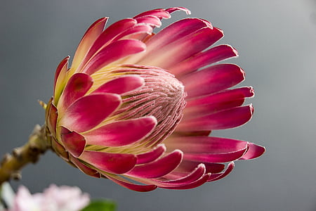 Das Protea, Bloom, Blume, Farbe, rot, Blumengarten, Anlage