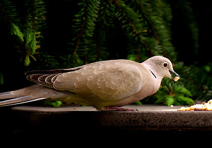 dove, eat, peanuts, feeding, collared, plumage, feather