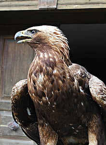 Aquila d'oro, Adler, Raptor, uccello della preda, uccello, piuma, disegno di legge