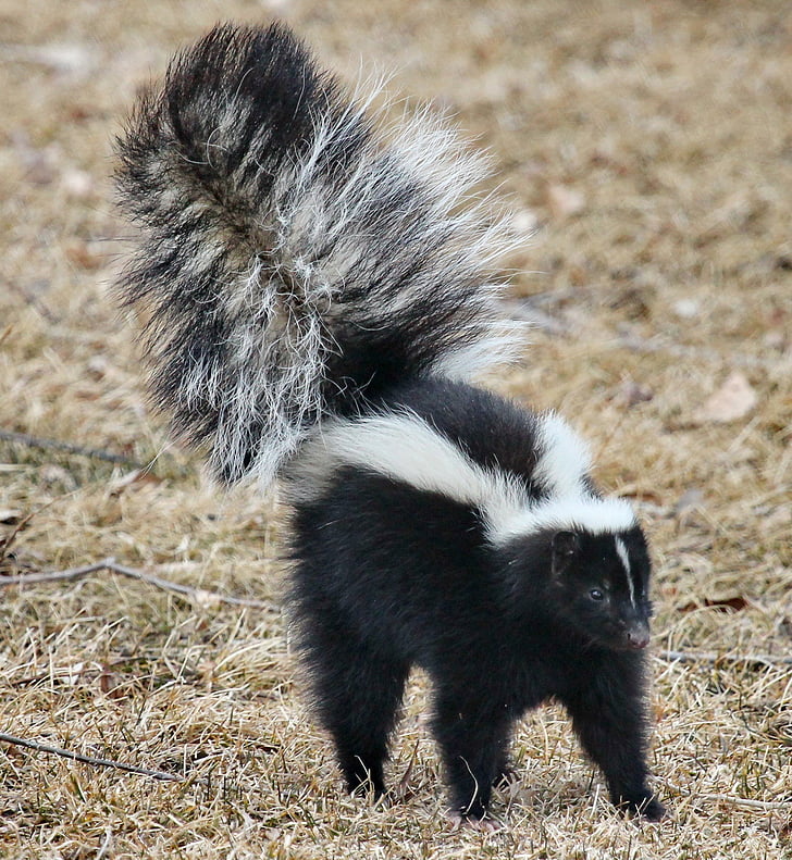 skunk, wildlife, portrait, walking, striped, black, white
