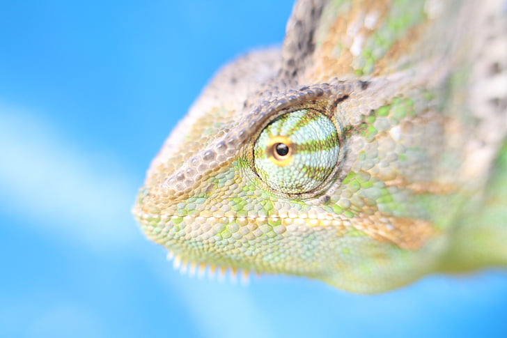 macro, chameleon, yemen chameleon, reptile, animal, green, head