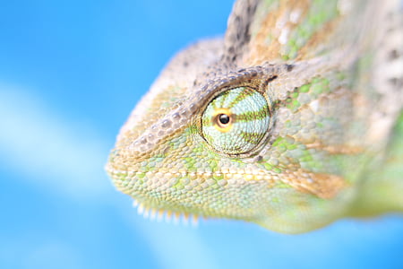 macro, chameleon, yemen chameleon, reptile, animal, green, head