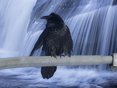 Crow, fugl, Blackbird, sort, fjervildt, dyr, vilde liv