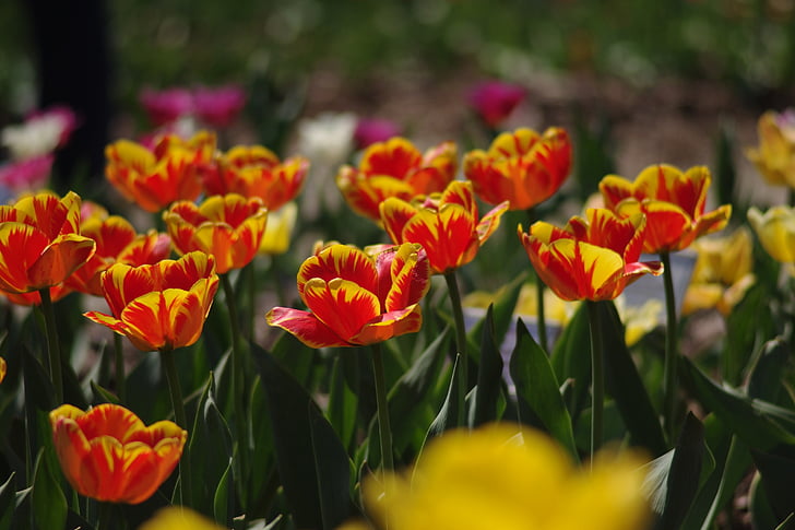 tulipas, flores, beleza, planta, Flora, jardim, canteiro de flores