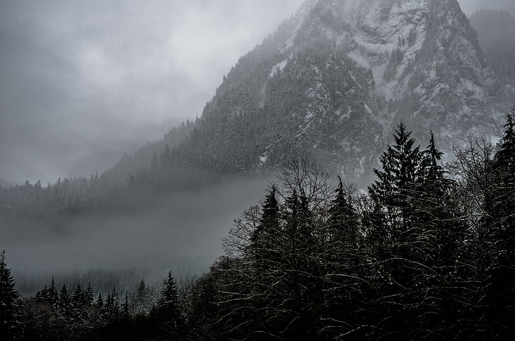 külm, udune, metsa, mägi, loodus, lumi, puud