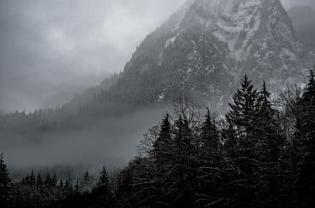 холодная, Туманный, лес, Гора, Природа, снег, деревья