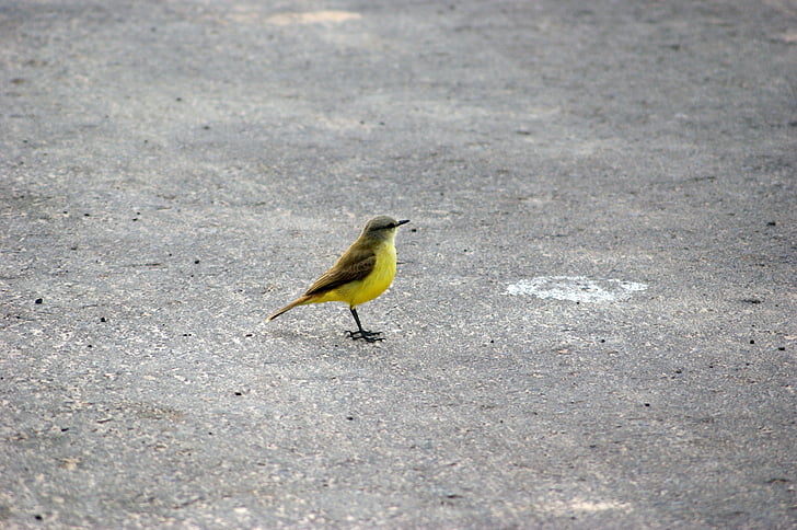 pták, cesta, asfalt, Paraguay, Jižní Amerika, zvíře, Příroda