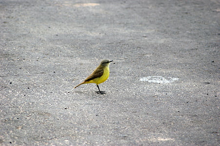 paukštis, kelių, asfalto, Paragvajus, Pietų Amerika, gyvūnų, Gamta